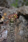Euphorbia neohumbertii Ankarana Lodge Ambilobe Mad 2015_0660.jpg
